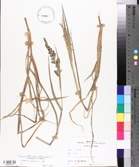 Echinochloa colona image