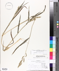 Echinochloa colona image