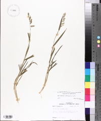 Echinochloa colona image