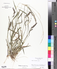 Echinochloa colona image