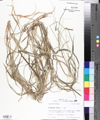 Echinochloa colona image