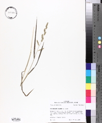 Echinochloa colona image