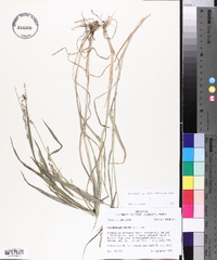 Echinochloa colona image