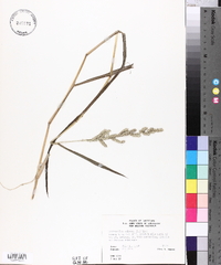 Echinochloa colona image