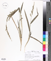 Echinochloa colona image