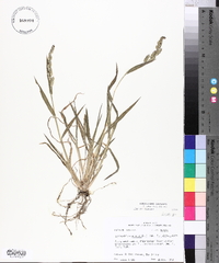 Echinochloa colona image