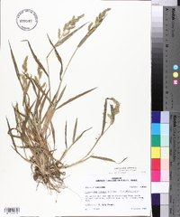 Echinochloa colona image