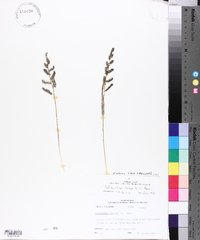 Echinochloa colona image