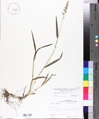 Echinochloa colona image