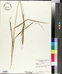 Digitaria insularis image