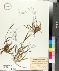 Digitaria ischaemum image