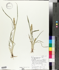 Echinochloa muricata var. microstachya image