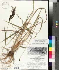 Echinochloa muricata var. microstachya image