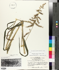 Echinochloa muricata var. muricata image