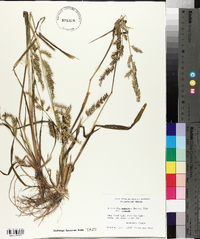 Echinochloa muricata var. muricata image