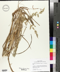 Echinochloa muricata var. microstachya image