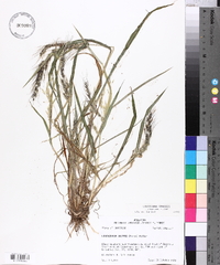 Echinochloa walteri image