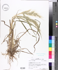 Echinochloa walteri image