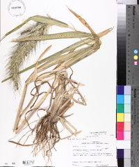 Echinochloa walteri image