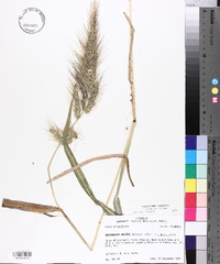 Echinochloa walteri image