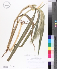 Echinochloa walteri image