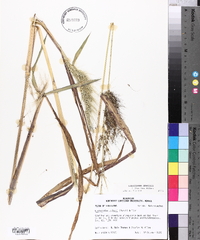 Echinochloa walteri image