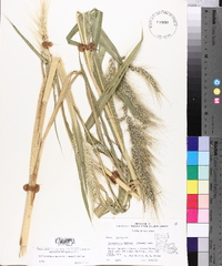 Echinochloa walteri image