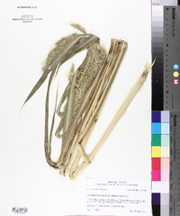 Echinochloa walteri image