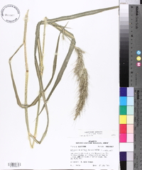 Echinochloa walteri image