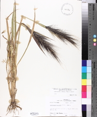 Echinochloa walteri image