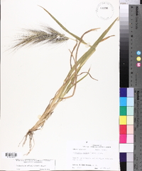 Echinochloa walteri image