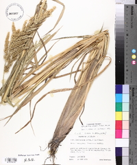 Echinochloa walteri image