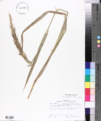 Echinochloa walteri image