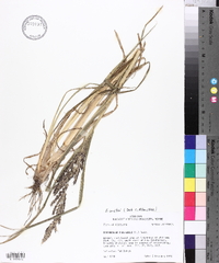 Echinochloa walteri image