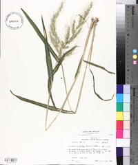 Echinochloa walteri image