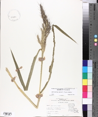 Echinochloa walteri image