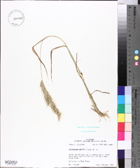 Echinochloa walteri image