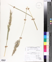 Echinochloa walteri image