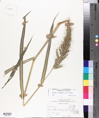 Echinochloa walteri image