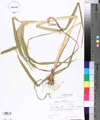 Echinochloa walteri image