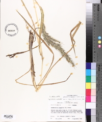 Echinochloa walteri image