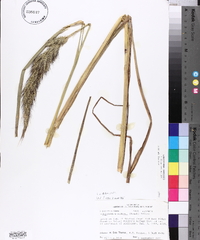 Echinochloa walteri image