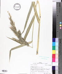 Echinochloa walteri image