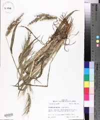 Echinochloa walteri image