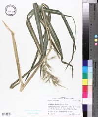 Echinochloa walteri image