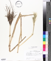 Echinochloa walteri image