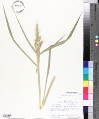 Echinochloa walteri image