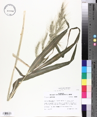 Echinochloa walteri image