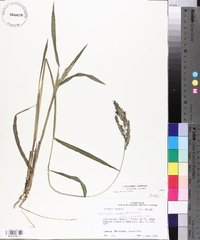 Echinochloa walteri image