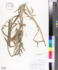 Echinochloa walteri image